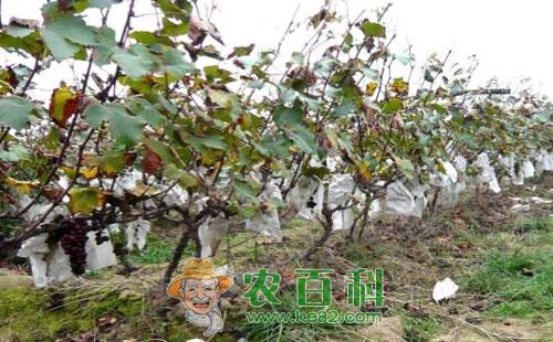 葡萄癌肿病的症状、发病规律及防治方法总结