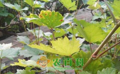 葡萄黄叶病怎么办