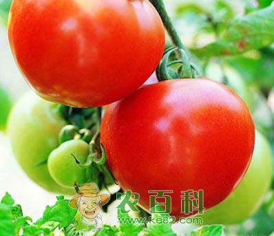 夏季蔬菜