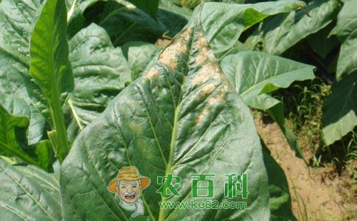 烟草病虫害的发生原因及防治措施