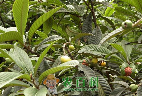 枇杷非侵染性病害症状、特点及预防缓解方法