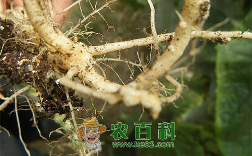 白萝卜根线虫的特性、危害症状及防治方法