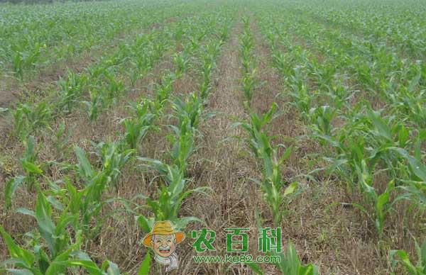 玉米除草剂药害症状、原因和预防措施