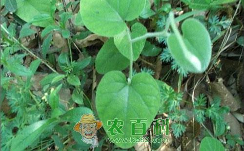 大豆落花落荚是什么原因,怎么办?