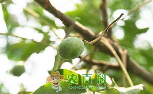 柿树介壳虫根据生长发育和为害规律总结出的防治方法介绍