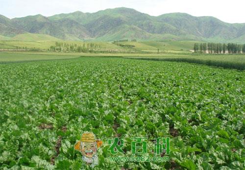 甜菜立枯病症状、发病条件及防治措施
