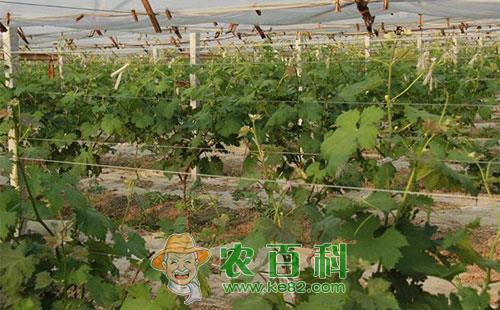 葡萄苗怎么培育，葡萄苗的培育方法