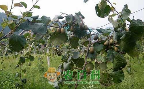 猕猴桃冬灌有什么好处,什么时间最合适?