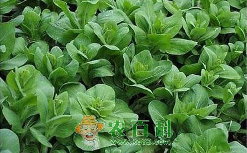 青菜软腐病的危害症状、发病规律及防治方法