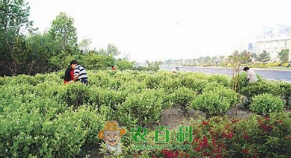 园林常用农药，园林农药使用注意事项