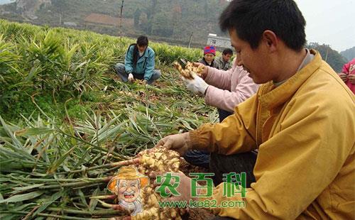 生姜腐烂病防治的具体措施