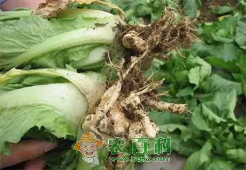 白菜根肿病