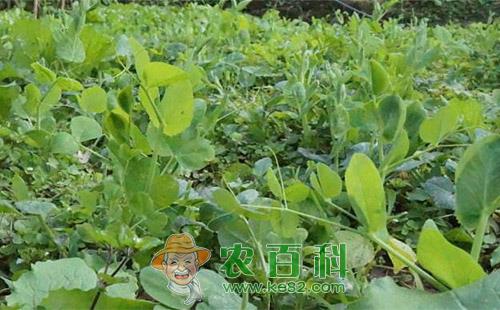 豌豆端大蓟马的危害、发生规律及防治方法