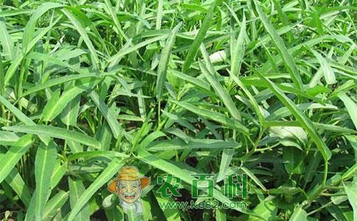 空心菜腐败病的症状表现、发病原因及防治措施