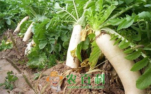 萝卜油葫芦的为害症状、发生规律、形态特征及防治措施