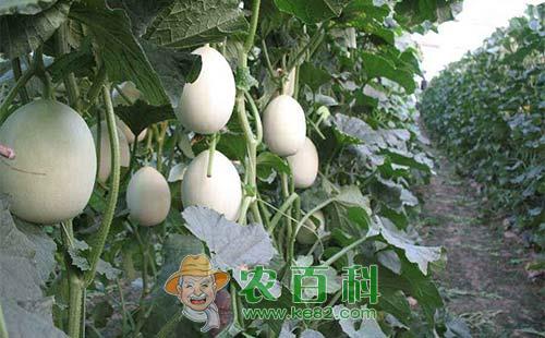 甜瓜重茬怎么办，甜瓜重茬栽培方法