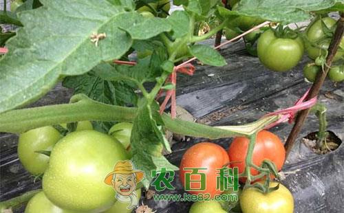 番茄斑萎病的症状表现、传播途径及防治方法