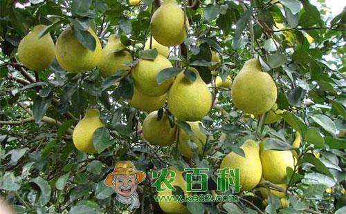 沙田柚病虫害的农业及药剂综合防治技术