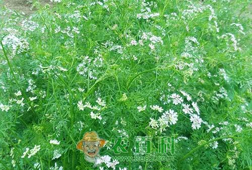 夏季香菜如何种植
