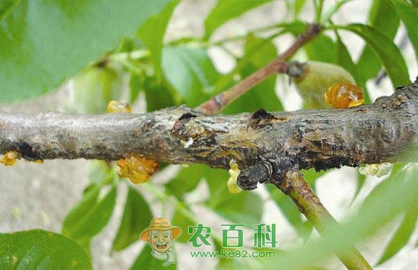 桃树流胶病的治疗方法有哪些