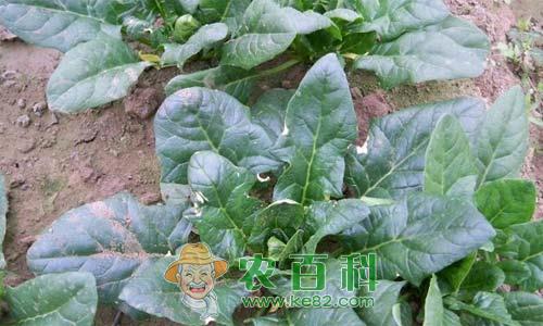 菠菜叶斑病的症状、传播途径和防治方法