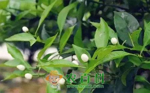 柑桔花芽分化的过程、影响因素及促进措施