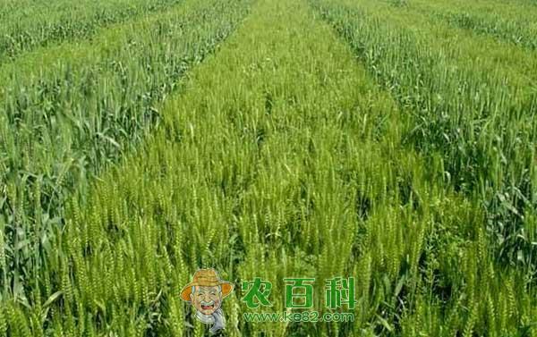 大麦田除草剂药害产生原因和预防措施