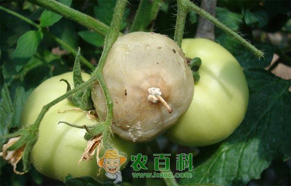 番茄菌核病症状、发病特点和防治方法