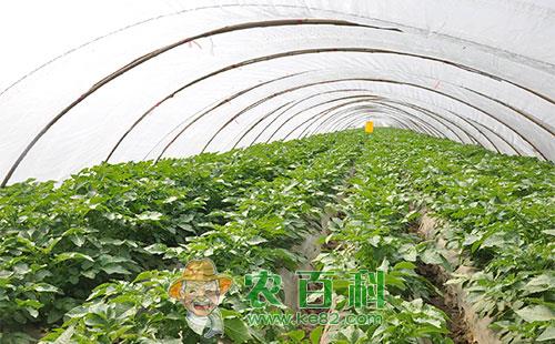 马铃薯防退化留种技术的相关知识总结