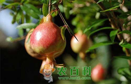 石榴生物学特性及高产栽培技术
