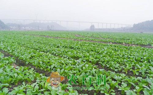 油菜低产是什么原因造成，有哪些提高对策呢？