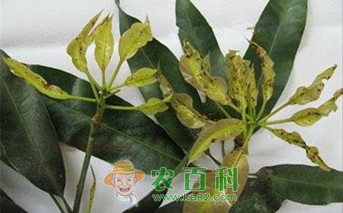 芒果春季病害的发病特征、发病原因及防治技术