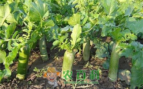 萝卜油葫芦的为害症状、发生规律、形态特征及防治措施