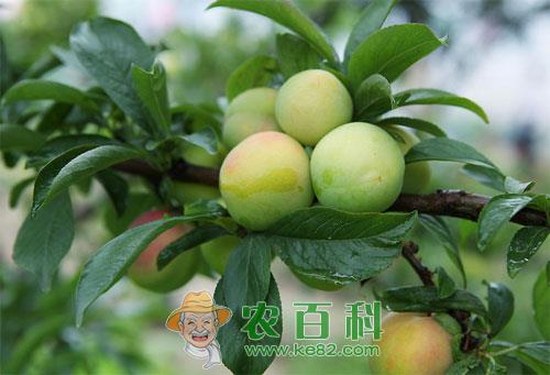 李子树有哪些品种