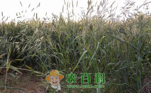 麦田野燕麦的防治办法,其实很简单!