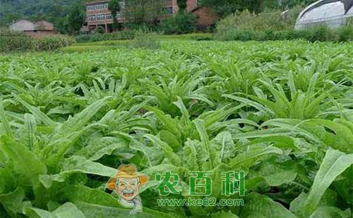 莴苣裂茎的原因及预防措施总结