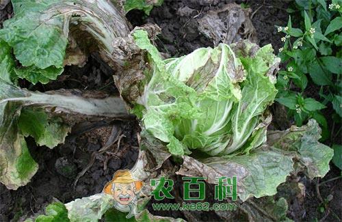 生菜软腐病发病症状与防治方法