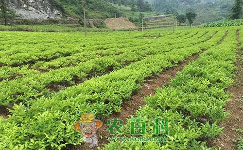 魔芋病毒病的危害症状、传播途径、发病原因及预防措施