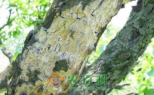 梨树木腐病的为害症状、传播途径及防治措施