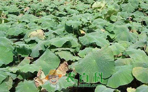 莲藕腐败病的发病机理、主要症状、发病规律及防治措施