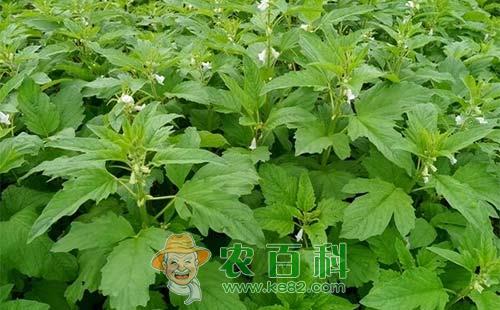 芝麻田杂草的危害及化学防除技术
