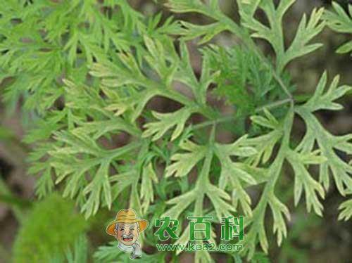 胡萝卜花叶病毒病如何用药治？