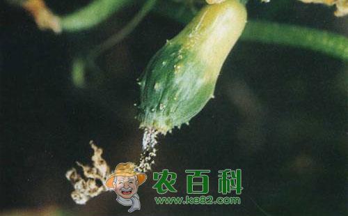 黄瓜花腐病的发病症状、原因及防治措施