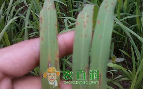 水稻胡麻斑病症状、发病规律、发病条件及防治对策