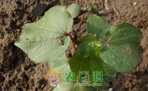 棉花棉盲蝽的危害症状、发生原因及防治措施