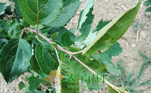 果树蚜虫用什么药,防治措施有哪些?