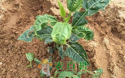 百香果卷叶的发生原因及防治措施总结