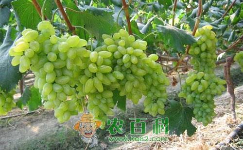 葡萄癌肿病的症状、发病规律及防治方法总结