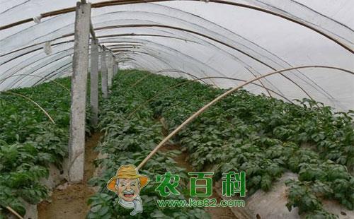 大棚种植马铃薯该如何做呢?有哪些注意事项呢?