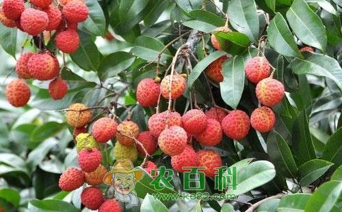 荔枝后黄小卷蛾的形态特征、生活习性及防治方法